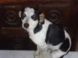 Snoop