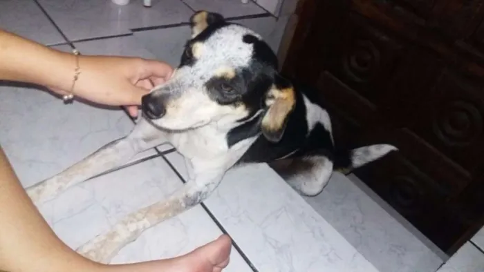 Cachorro ra a Vira-lata idade 1 ano nome Snoop 