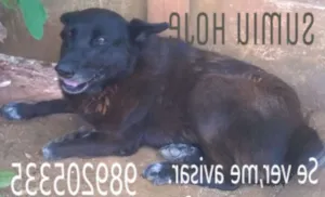 Cachorro raça VIRA LATA COM PASTOR BELGA idade 6 ou mais anos nome LÓBIS LOBA