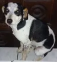 Snoop