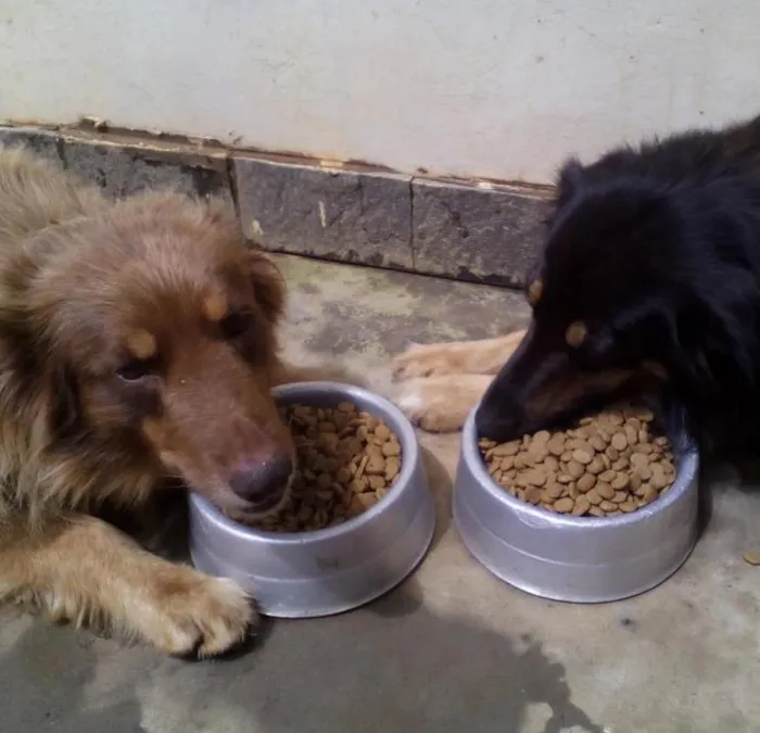 Cachorro ra a cão pastor de ovelhas idade 6 ou mais anos nome Sultao