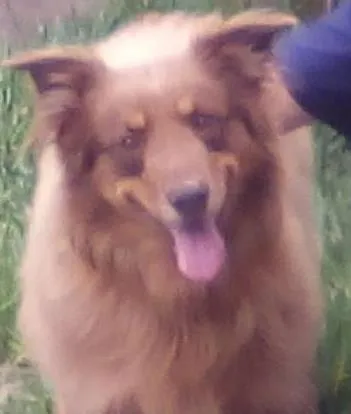 Cachorro ra a cão pastor de ovelhas idade 6 ou mais anos nome Sultao