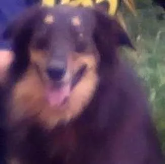 Cachorro ra a cão pastor de ovelhas idade 6 ou mais anos nome Sultao