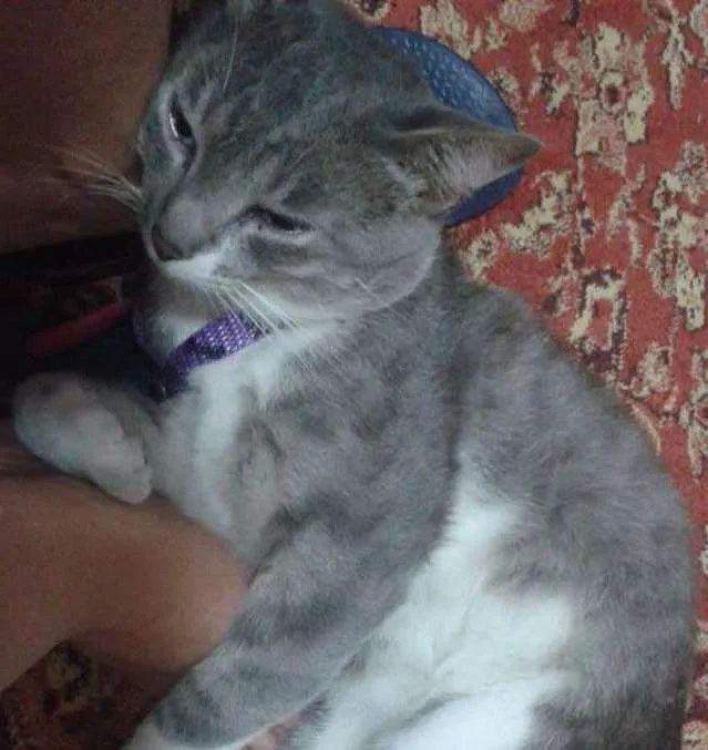 Gato ra a Indefinida idade 1 ano nome Tufão