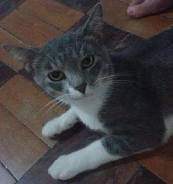 Gato ra a Indefinida idade 1 ano nome Tufão