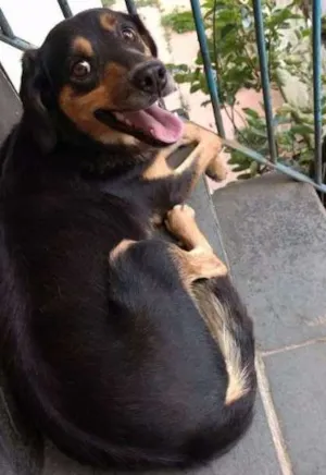 Cachorro raça Vira-Lata idade 2 a 6 meses nome Não possui nome