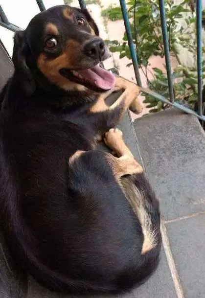 Cachorro ra a Vira-Lata idade 2 a 6 meses nome Não possui nome