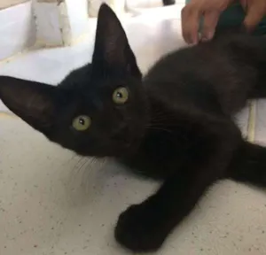 Gato raça SRD idade 2 a 6 meses nome JULIE