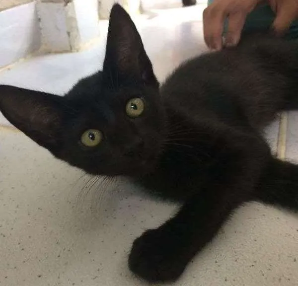 Gato ra a SRD idade 2 a 6 meses nome JULIE
