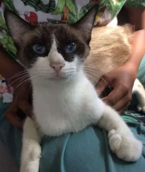 Gato raça Siamesa idade 1 ano nome Panda