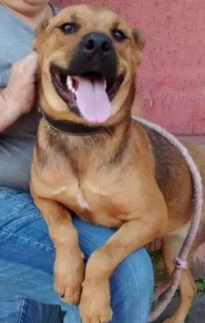Cachorro raça srd idade 1 ano nome isis