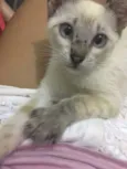 Zaza