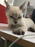 Zaza