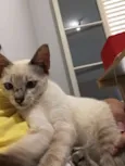 Zaza