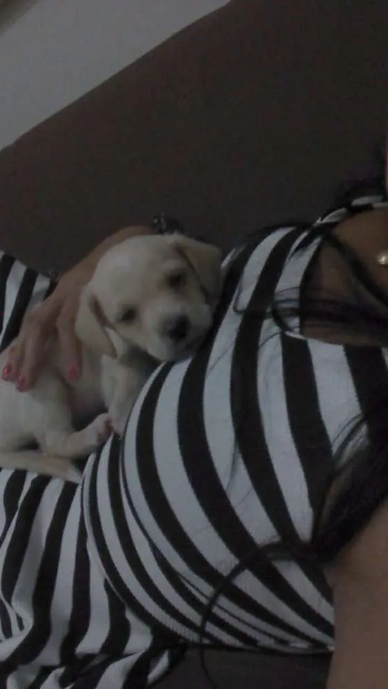 Cachorro ra a Não definida idade 2 a 6 meses nome Lucky