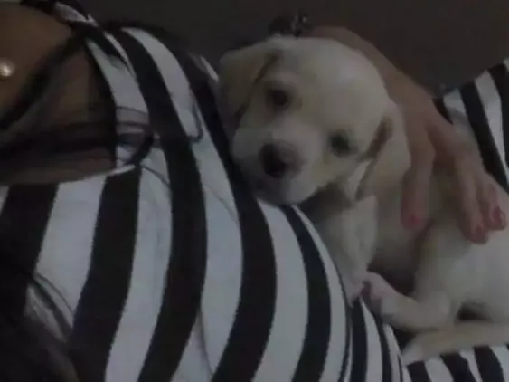 Cachorro ra a Não definida idade 2 a 6 meses nome Lucky