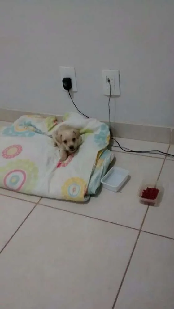 Cachorro ra a Não definida idade 2 a 6 meses nome Lucky