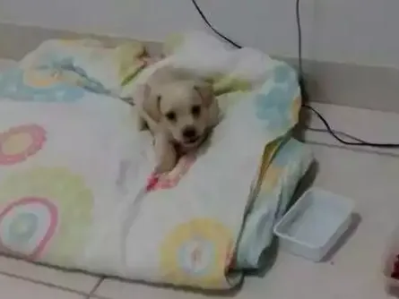 Cachorro ra a Não definida idade 2 a 6 meses nome Lucky