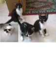 gatinhos