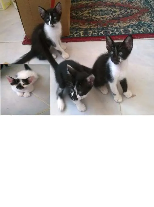 Gato ra a  idade 2 a 6 meses nome gatinhos