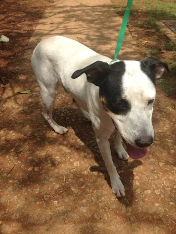 Cachorro ra a Vira lata idade  nome Astor