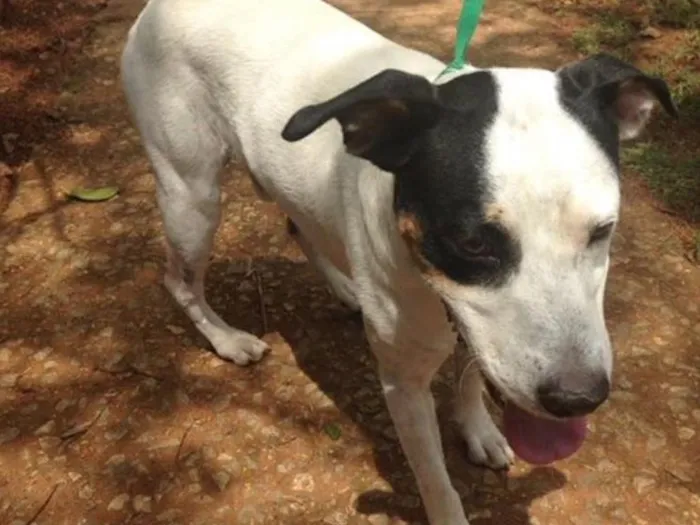 Cachorro ra a Vira lata idade  nome Astor