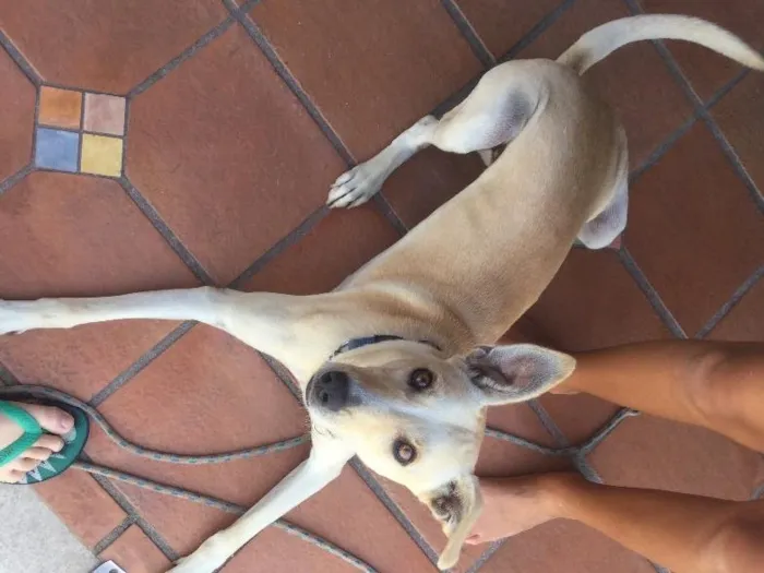 Cachorro ra a Vira-lata  idade 2 anos nome Picolé