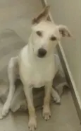Picolé
