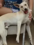 Picolé
