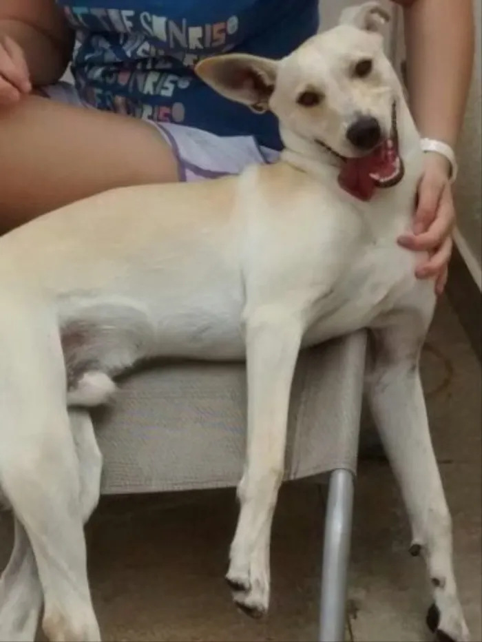 Cachorro ra a Vira-lata  idade 2 anos nome Picolé