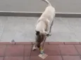 Picolé