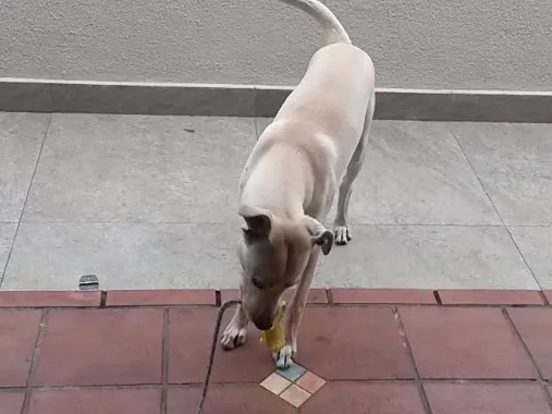 Cachorro ra a Vira-lata  idade 2 anos nome Picolé