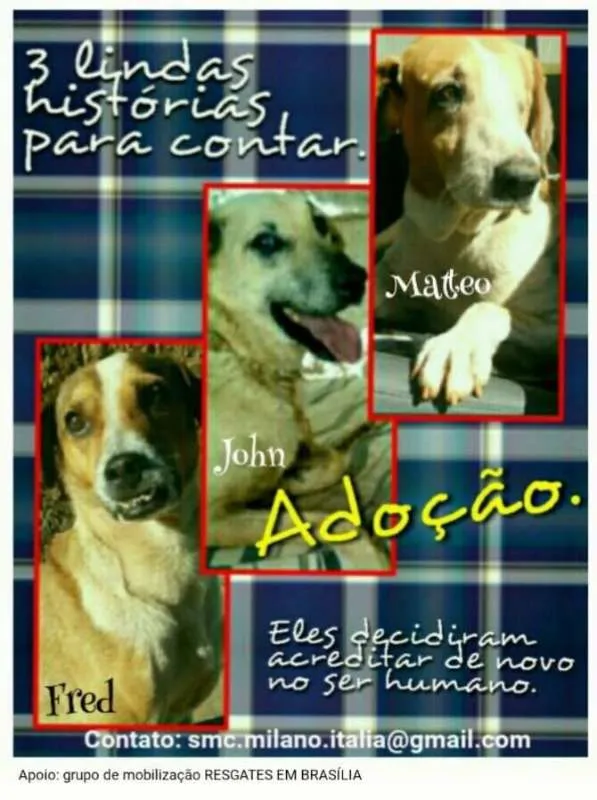 Cachorro ra a SRD idade 4 anos nome Anjo 2
