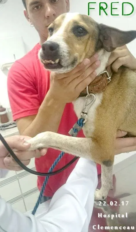 Cachorro ra a SRD idade 4 anos nome Anjo 2