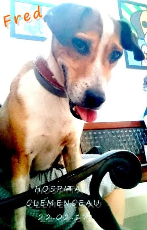 Cachorro ra a SRD idade 4 anos nome Anjo 2