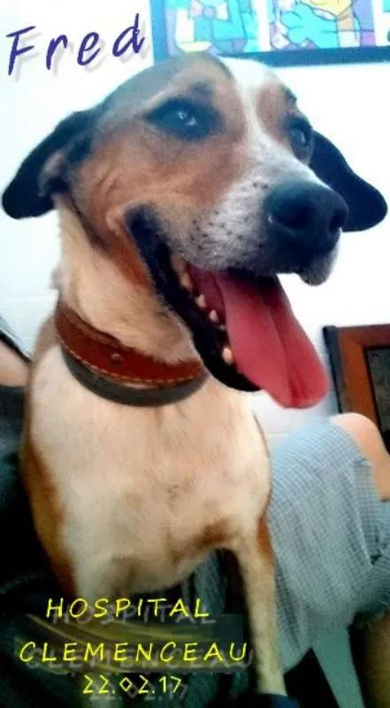 Cachorro ra a SRD idade 4 anos nome Anjo 2