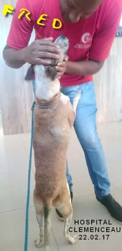 Cachorro ra a SRD idade 4 anos nome Anjo 2