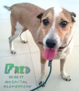 Cachorro raça SRD idade 4 anos nome Anjo 2