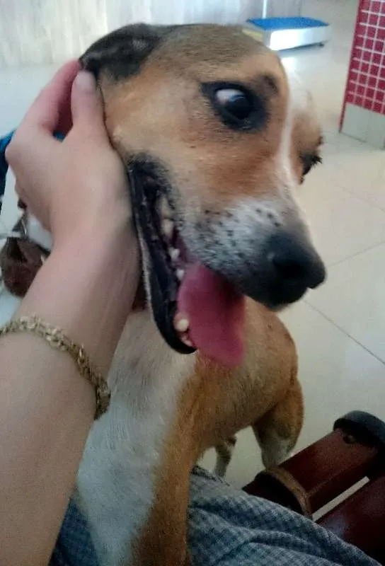 Cachorro ra a SRD idade 4 anos nome Anjo 2