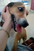 Anjo 2