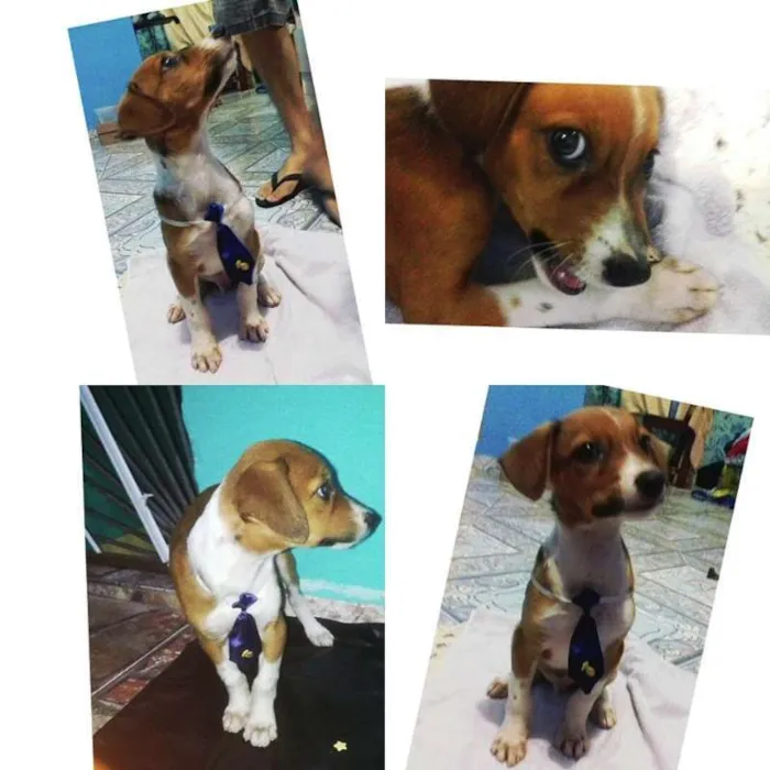 Cachorro raça SRD idade 2 a 6 meses nome nao possui