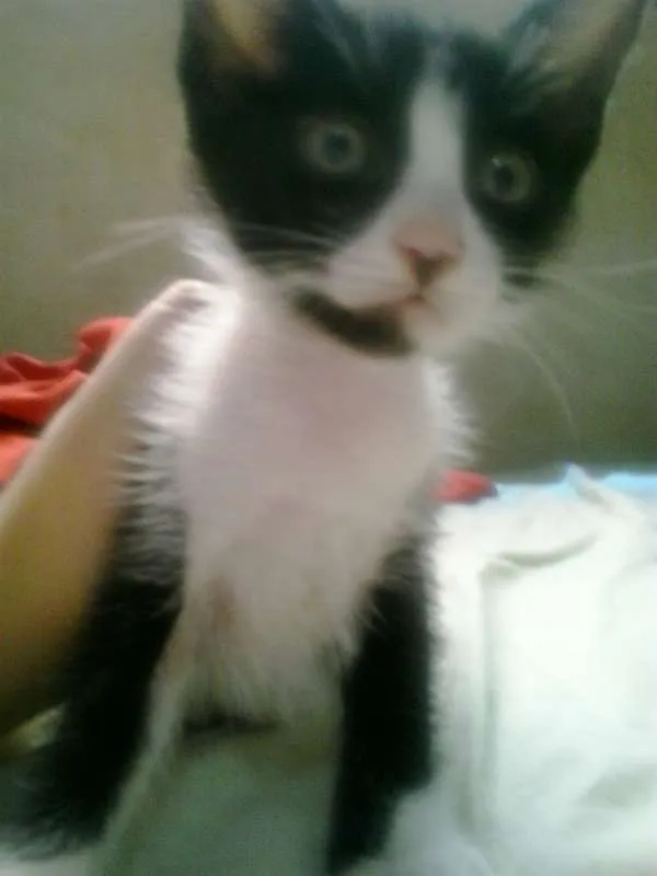 Gato ra a Sem Raça  idade 2 a 6 meses nome Gray