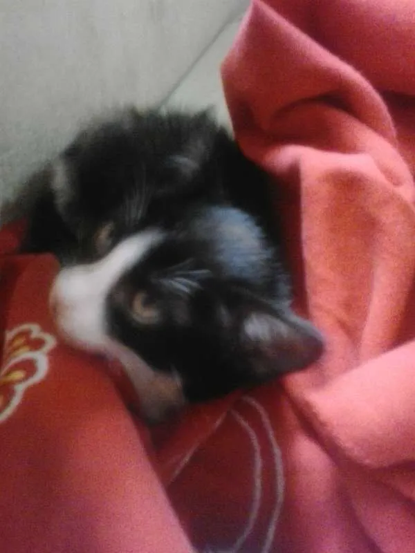 Gato ra a Sem Raça  idade 2 a 6 meses nome Gray