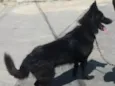 Lobo