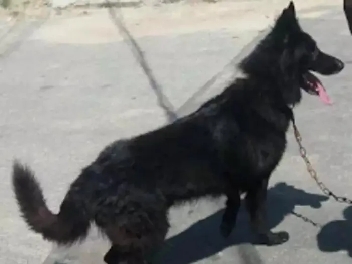 Cachorro raça Pastor belga gronoendael idade 3 anos nome Lobo