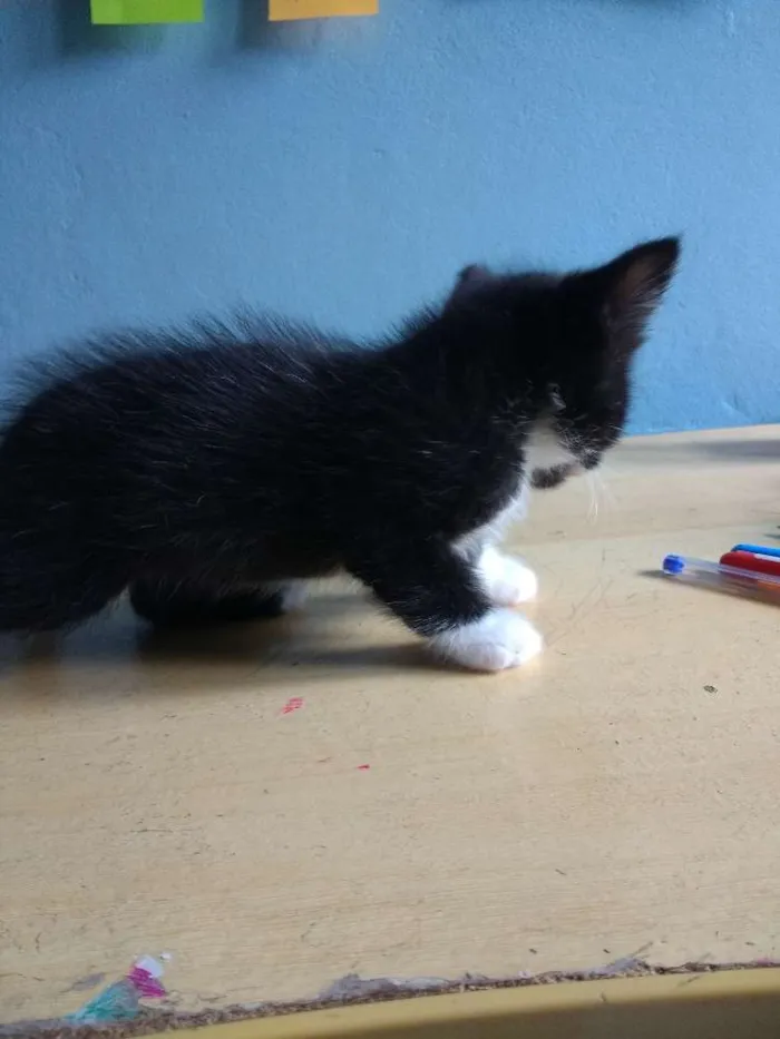 Cachorro ra a Sem raça idade Abaixo de 2 meses nome Sem