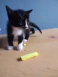 Sem