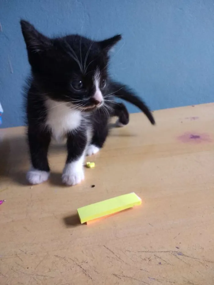 Cachorro ra a Sem raça idade Abaixo de 2 meses nome Sem