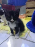 Sem