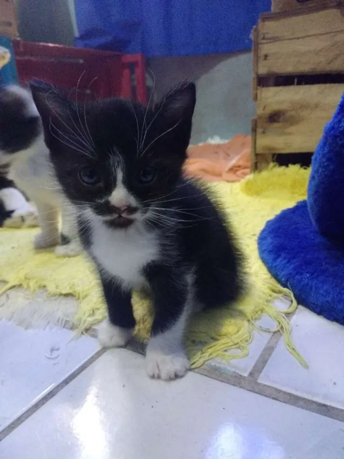 Cachorro ra a Sem raça idade Abaixo de 2 meses nome Sem